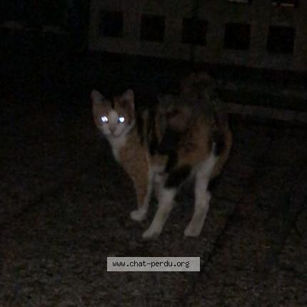 Photo 3/3 Found cat Found in Herouville saint clair