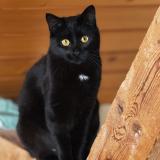 Picture of cat lost at Corcelles