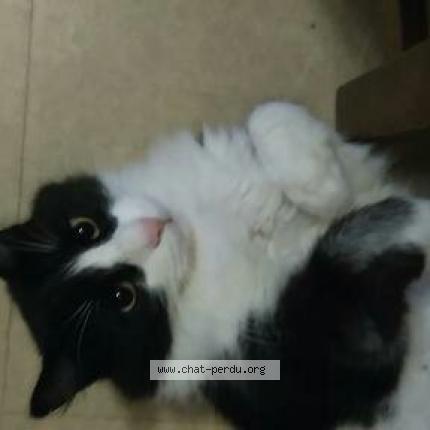 Photo 1/1 Cat reunited Lost in Nimes