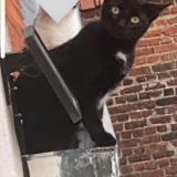 Picture of cat lost at Tourcoing