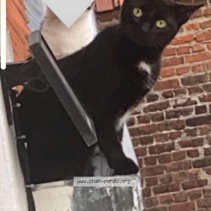 Photo 1/1 Glue Chat lost in Tourcoing