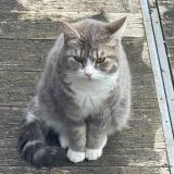 Picture of cat lost at Linkebeek