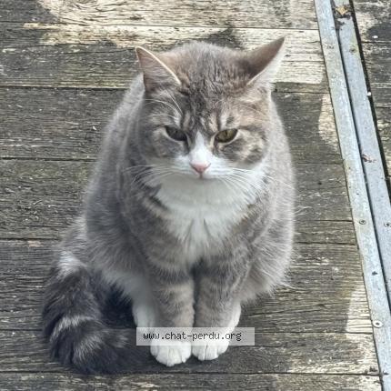 Photo 1/1 Zen Chat lost in Linkebeek