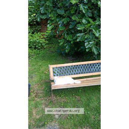 Photo 1/1 Soliana Chat lost in Villiers sur marne