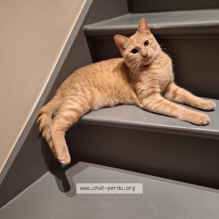 Foto van vermiste kat in Nivelles 1400