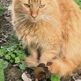 Picture of cat lost at Flourens