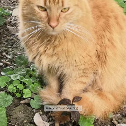 Photo 1/1 Jennifer Theunis Chat lost in Flourens