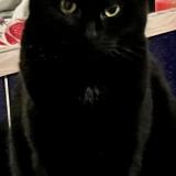 Picture of cat lost at Saint Jorioz