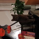 Picture of cat lost at Livry Gargan