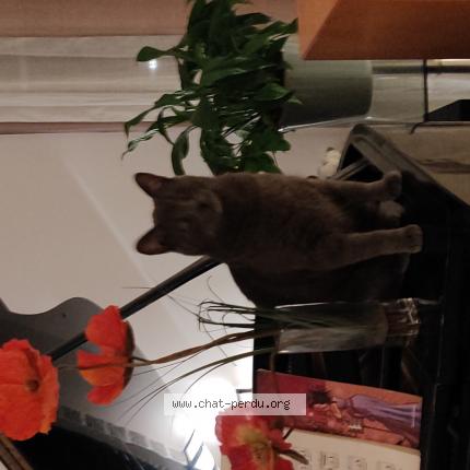 Photo 1/1 Bibi puce au nom de Raymond Chat lost in Livry gargan