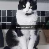 Picture of cat lost at Moussac