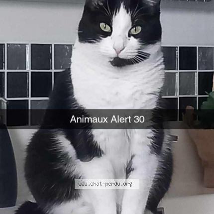 Photo 1/1 Mia Chat lost in Moussac