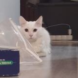 Picture of cat lost at Rives