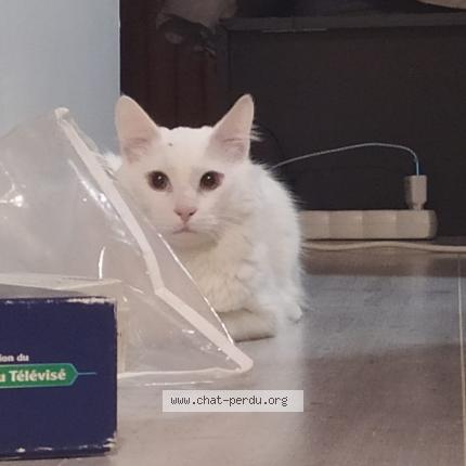 Photo 1/1 Jumo Chat lost in Rives