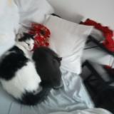 Picture of cat lost at Mittelwihr