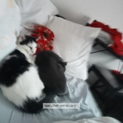 Photo 1/1 Murphy Chat lost in Mittelwihr