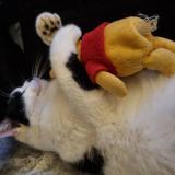 Picture of cat lost at Cravanche