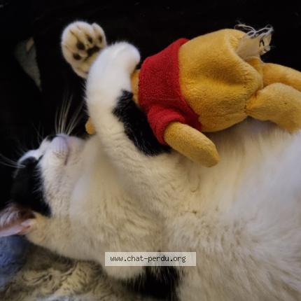 Photo 1/1 Moumouss Chat lost in Cravanche