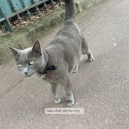 Photo 1/1 Found cat Found in Boulogne billancourt