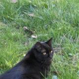 Picture of cat lost at Veretz