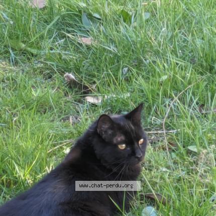 Photo 1/1 Cat reunited Lost in Veretz