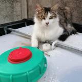 Picture of cat lost at Arleux En Gohelle