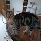 Picture of cat lost at Lapalud