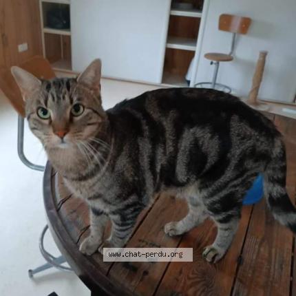 Photo 1/1 Macchiato Chat lost in Lapalud