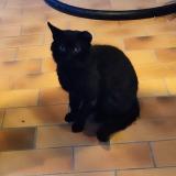 Picture of cat lost at Figari Corse Du Sud