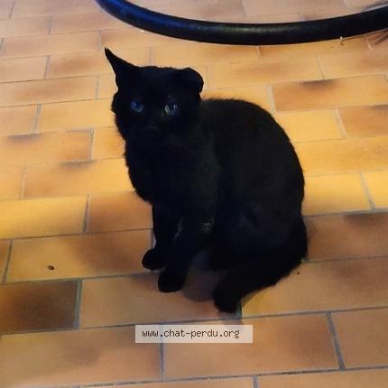 Photo 1/1 Minou Chat lost in Figari corse du sud