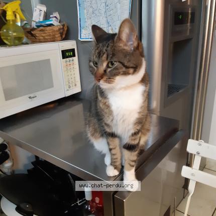 Photo 1/1 Cat reunited Lost in Paris