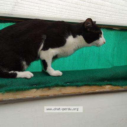 Foto 1/1 Kat teruggevonden Vermist in Koekelberg Bruxelles
