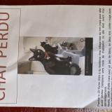 Picture of cat lost at Le Gosier
