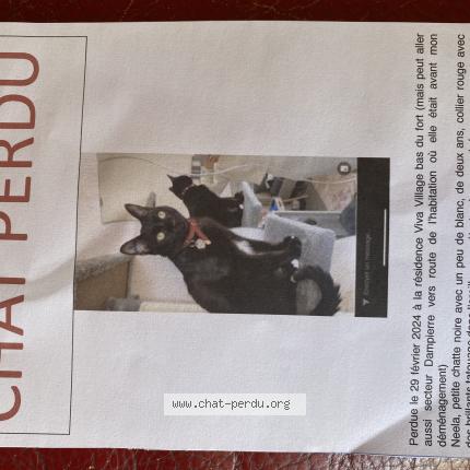 Photo 1/1 Neela nini Chat lost in Le gosier