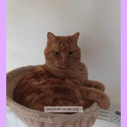 Photo 1/1 Minou Chat lost in La haye malherbe