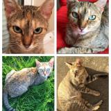 Picture of cat lost at Plechatel