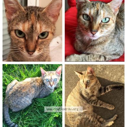 Photo 1/1 Victoire Chat lost in Plechatel