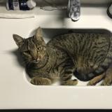 Picture of cat lost at Persan