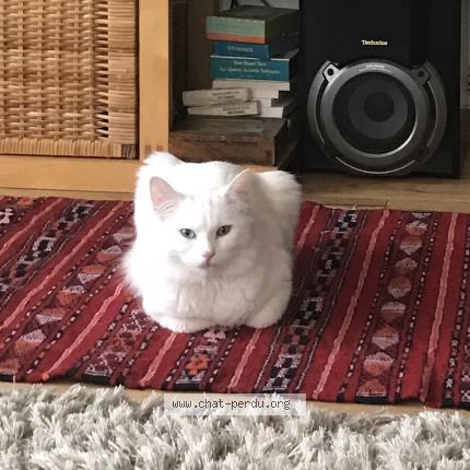 Foto einer verlorenen Katze in La Chaux De De Fonds