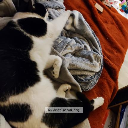 Photo 1/1 Loulou Chat lost in Rives