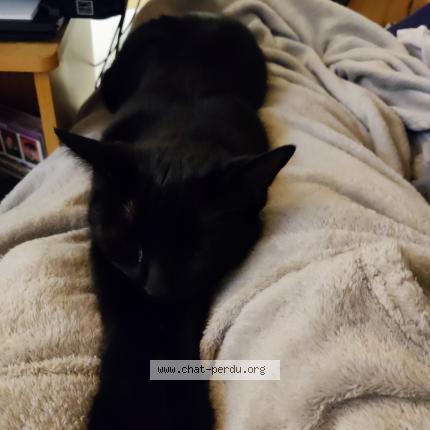 Photo 1/1 Chatounet Chat lost in Rives