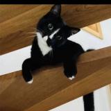 Picture of cat lost at Cerniat