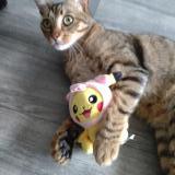 Picture of cat lost at St Rambert D Albon