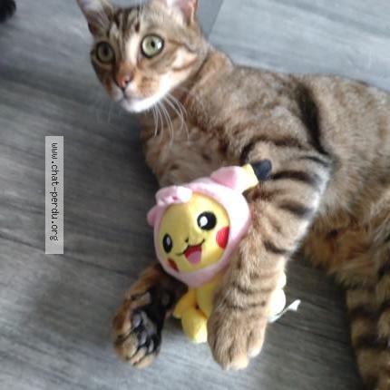 Photo 1/2 Luffy Chat lost in St rambert d albon