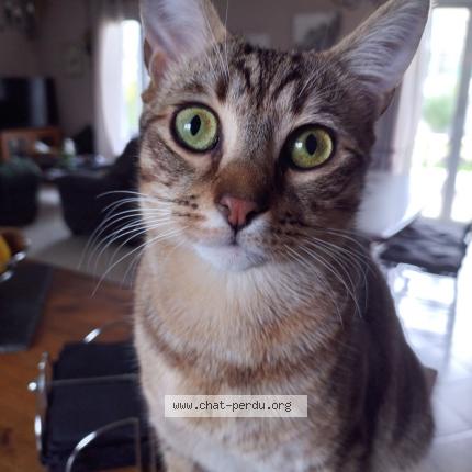 Photo 2/2 Luffy Chat lost in St rambert d albon