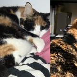 Picture of cat lost at Lyon