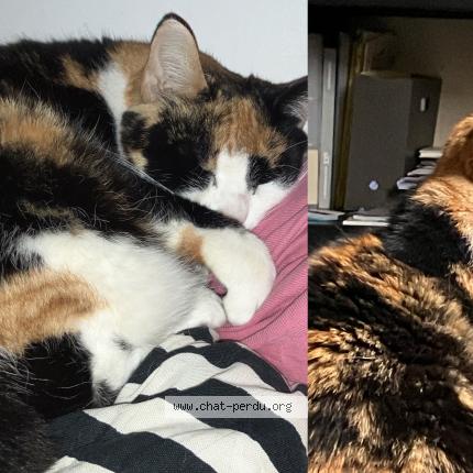 Photo 1/1 Jazz Chat lost in Lyon