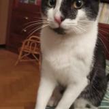 Picture of cat lost at Chatenay Malabry 92290