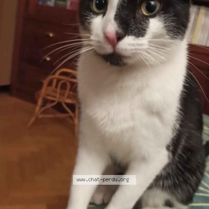 Photo 1/1 LOULOU Chat lost in Chatenay malabry 92290