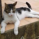 Picture of cat lost at Toulon